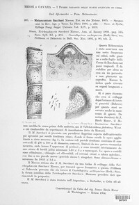 Phaeocytostroma sacchari image